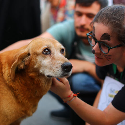 Turkish animal rights activists pet a dog during a demonstration to protect stray dogs and cats in Istanbul on July 30, 2024. 