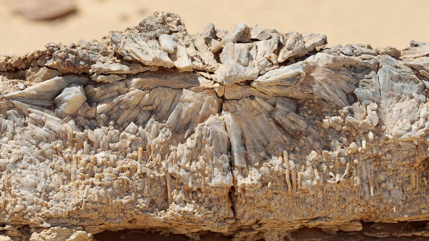 Fossilized remains of an early whale from 40 million years ago are seen in Wadi al-Hutan, south of Cairo, Egypt.